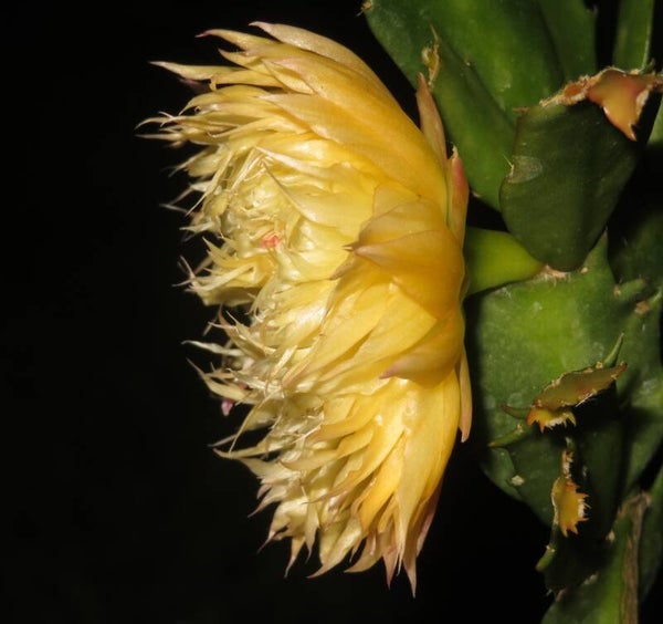 Schlumbergera cv AN016 – Weihnachtskaktus Blattkaktus