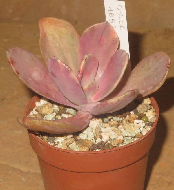 Pachyveria cv Pampoteus variegata
