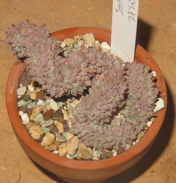 Echeveria cv Chrissy N Ryan cristata