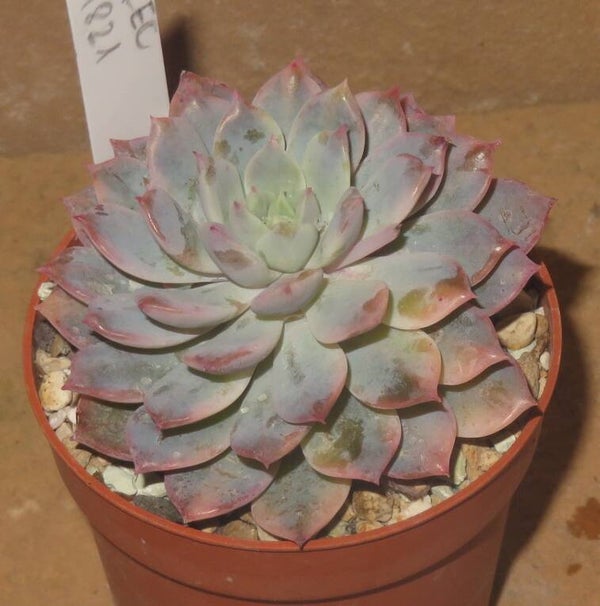 Echeveria prolifica Yellow variegata