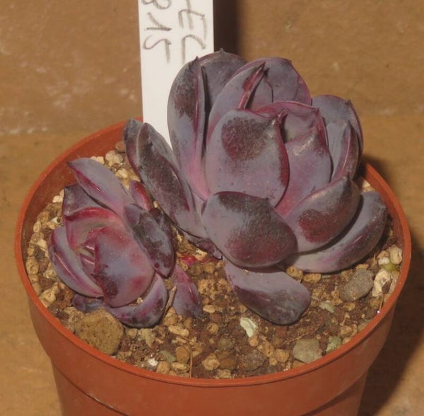 Echeveria cv Odette New!!!