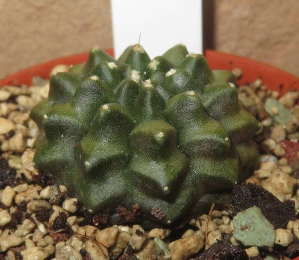 Gymnocalycium mihanovichii f inermis Minor Spineless Form