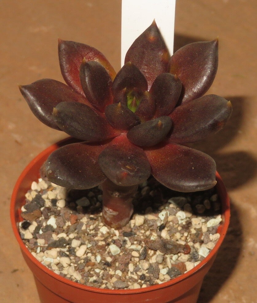 Echeveria affinis short leaf form - 2 Blätter / Blattstecklinge