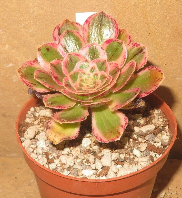 Aeonium arboreum rubrolineatum variegata