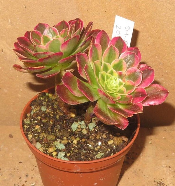 Aeonium cv Morning Glow variegata