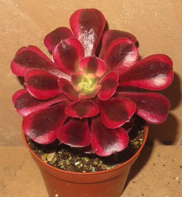 Aeonium cv Medusa variegata