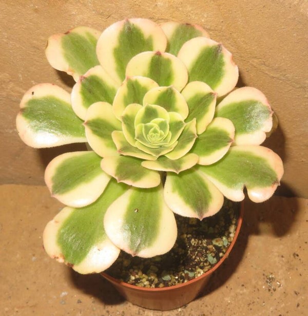 Aeonium cv Maybach variegata