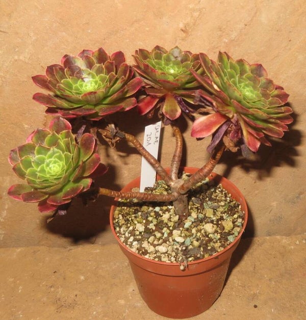 Aeonium cv Festival - Fiesta variegata