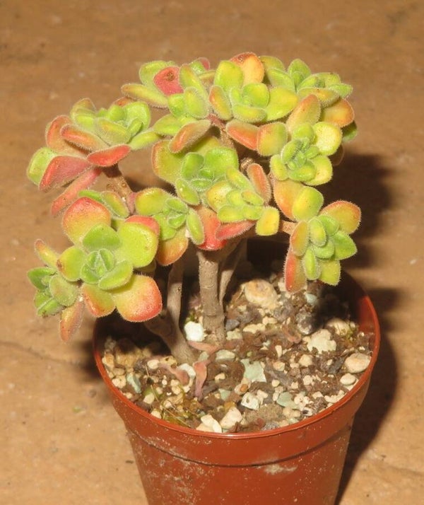 Aeonium lindleyi variegata