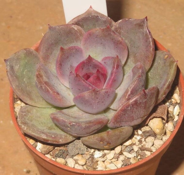 Echeveria cv Dark Chocolate - 2 Blätter / Blattstecklinge