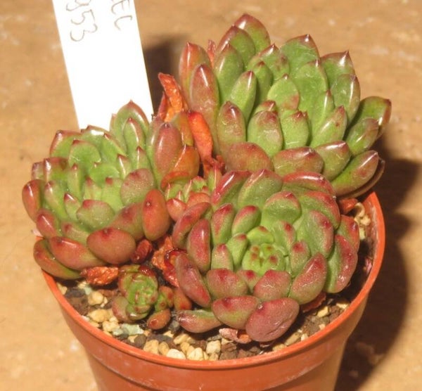 Graptoveria cv BASHFUL