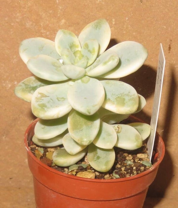 Sedum clavatum variegata