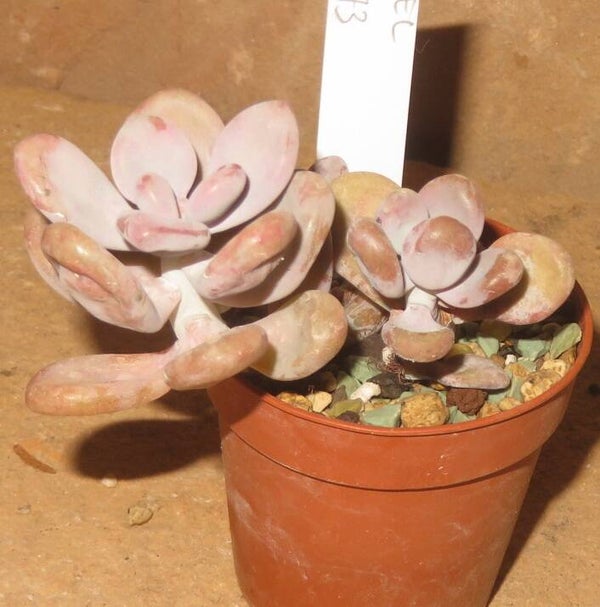 Graptopetalum amethystinum