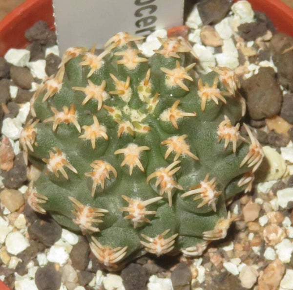 Pygmaeocereus bieblii