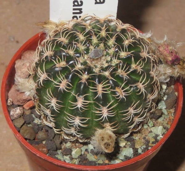 Lobivia tiegeliana