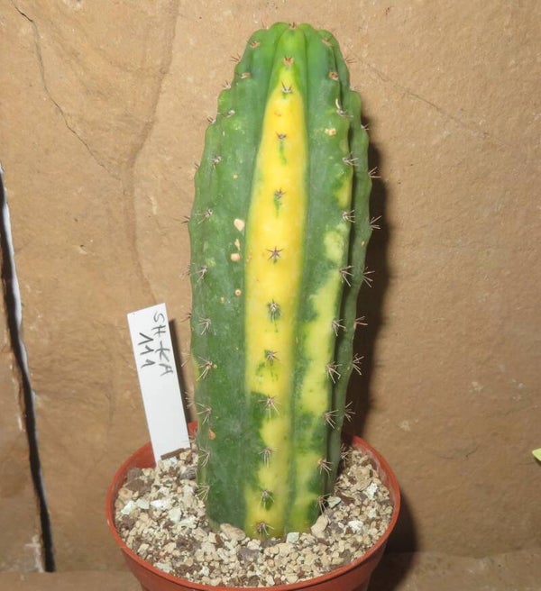 Echinopsis Trichocereus pachanoi variegata - San Pedro Cactus