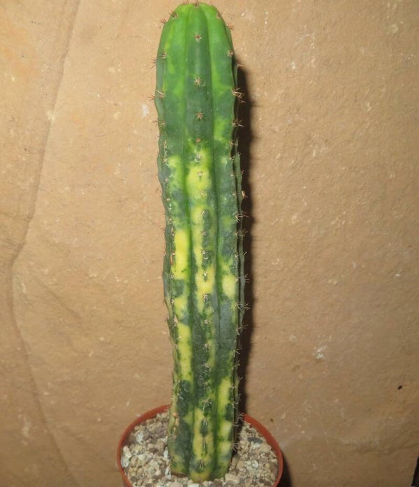 Echinopsis Trichocereus pachanoi variegata - San Pedro Cactus