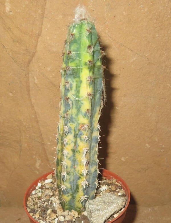 Pilosocereus pentaedrophorus variegata
