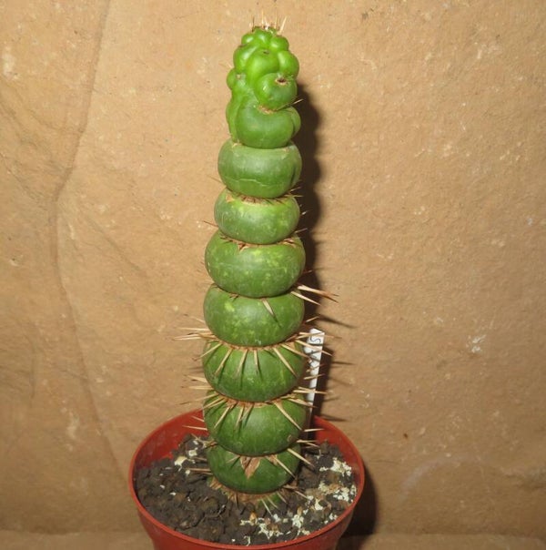 Eulychnia castanea f spiralis - Monstrose Form