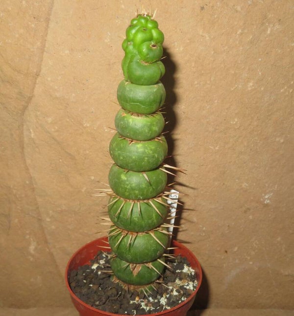 Eulychnia castanea f spiralis - Monstrose Form
