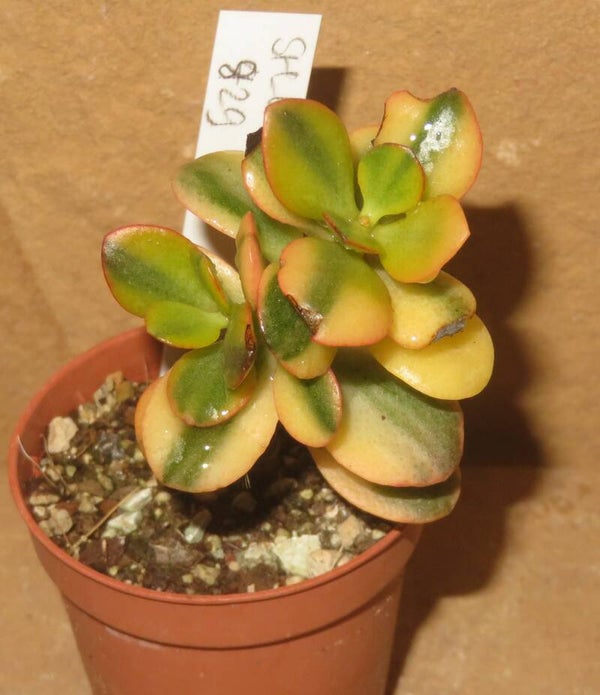 Crassula argentea minor cv Majiko Gorudo variegata