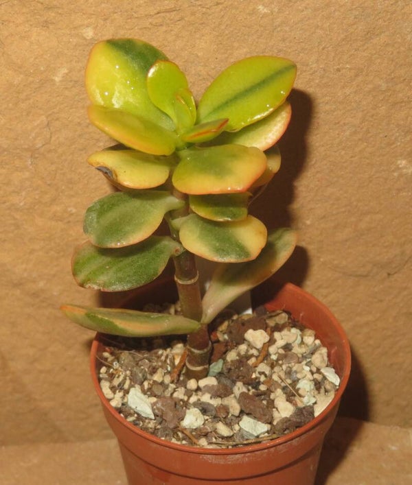 Crassula argentea minor cv Majiko Gorudo variegata