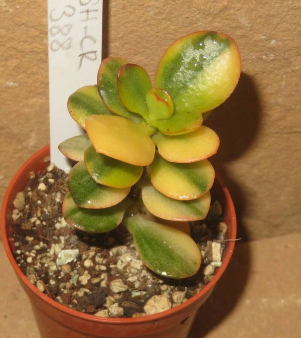 Crassula argentea minor cv Majiko Gorudo variegata