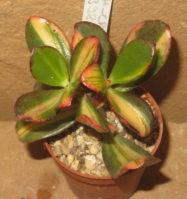 Crassula argentea cv Mikaeri Bijin variegata