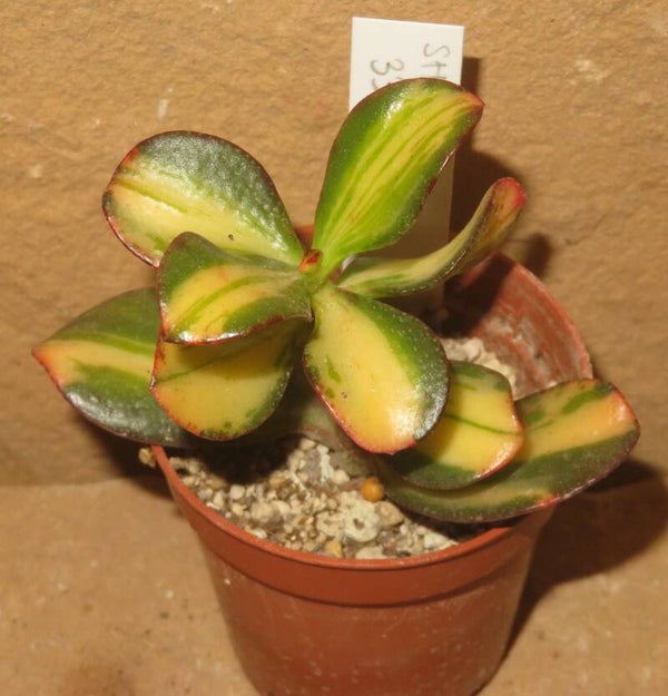 Crassula argentea cv Mikaeri Bijin variegata