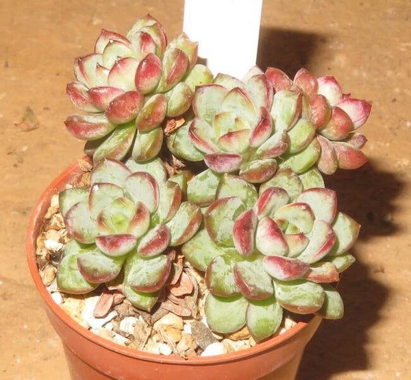 Graptoveria cv Flower Field New!!!