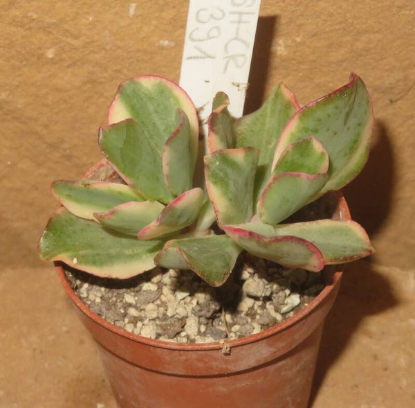Crassula arborescens undulata variegata