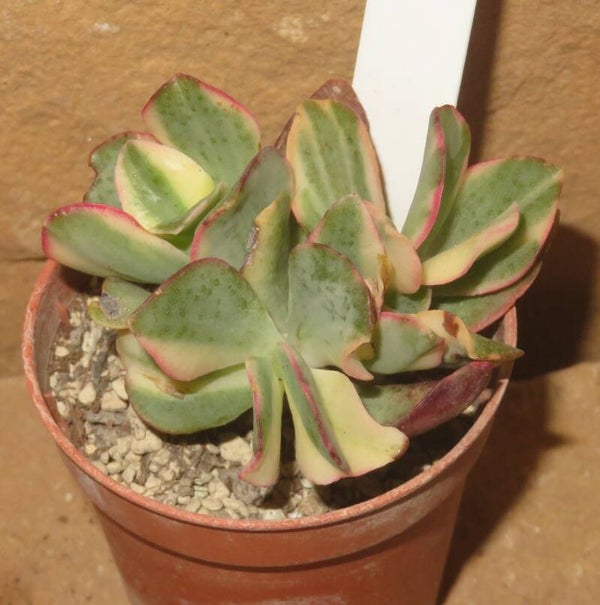 Crassula arborescens undulata variegata