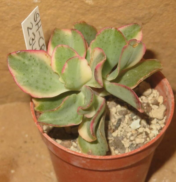 Crassula arborescens undulata variegata