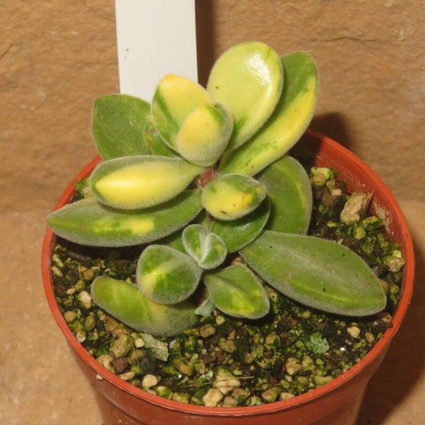 Crassula rogersii variegata
