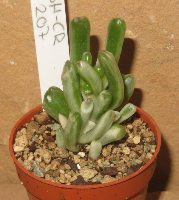 Crassula argentea cv Gollum variegata