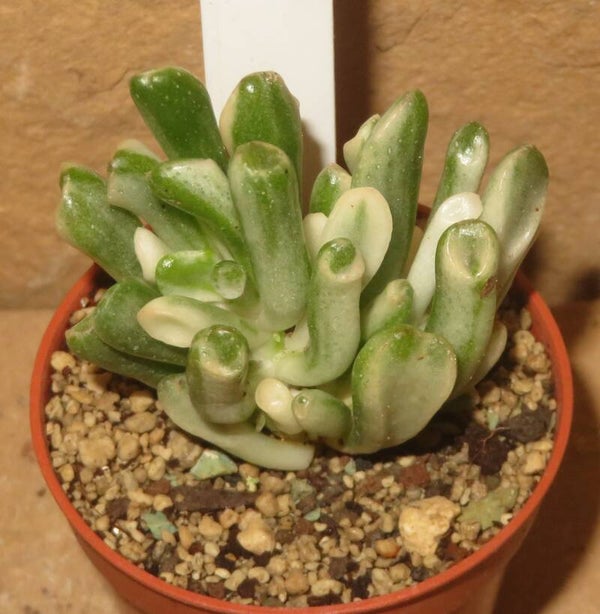 Crassula argentea cv Gollum variegata