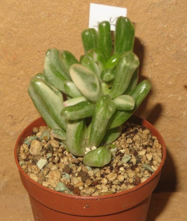 Crassula argentea cv Gollum variegata