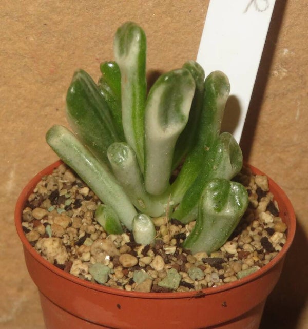Crassula argentea cv Gollum variegata