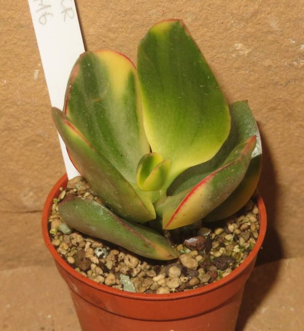 Crassula argentea cv Maruba Kagetsu variegata