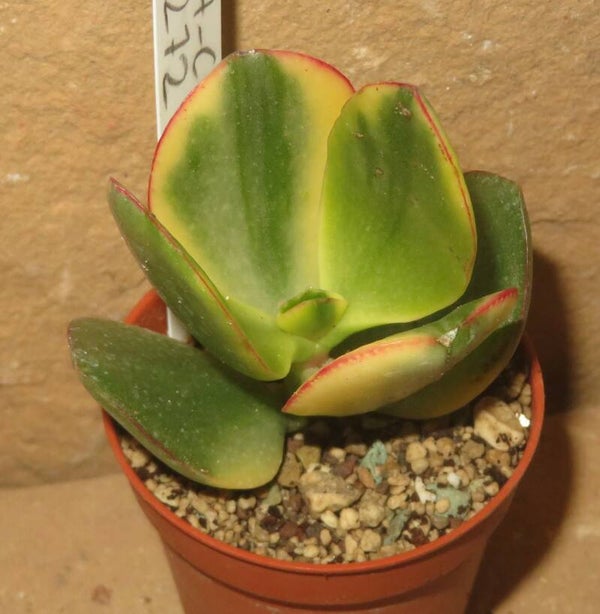 Crassula argentea cv Maruba Kagetsu variegata