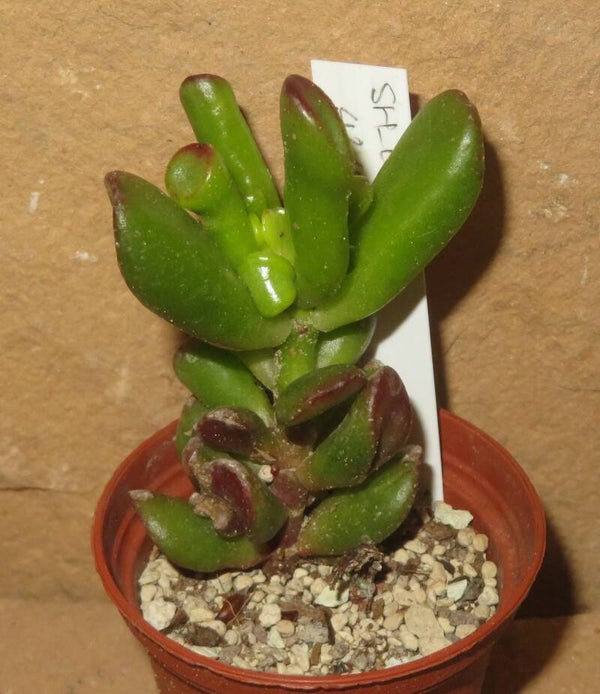 Crassula argentea cv Gollum