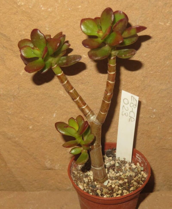 Crassula argentea minor cv Magic