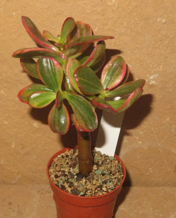Crassula argentea cv Shinro Ryoko variegata