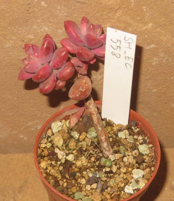 Graptosedum cv Bronze variegata