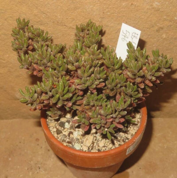 Crassula humbertii