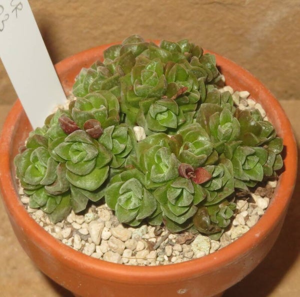Crassula cv Dorothy