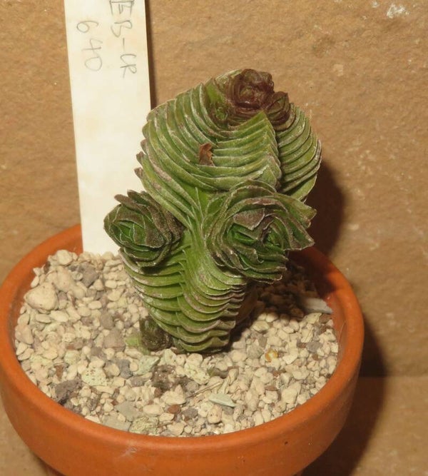 Crassula pyramidalis cv. Buddhas Temple