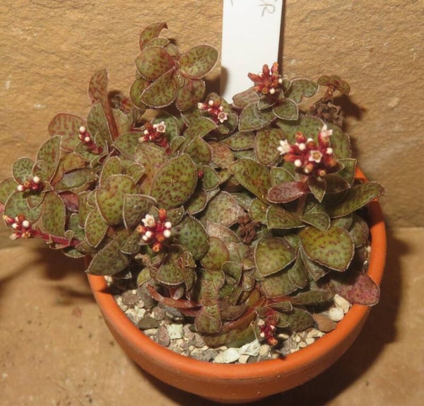 Crassula exilis v. picturata
