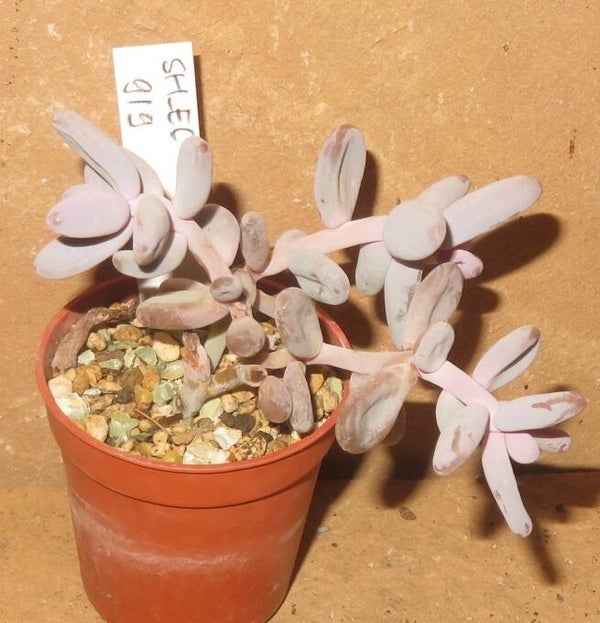 Sedum craigii