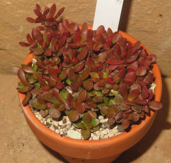 Crassula pubescens ssp. radicans